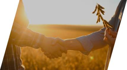 Two people shaking hands in a golden crop field at sunset, holding crop sprigs — March Talent Partners