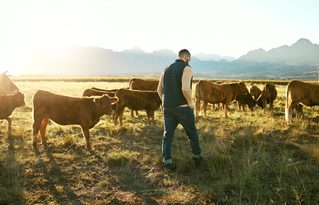 A farmer standing among a herd of cattle grazing on a sunlit field with mountains in the background
