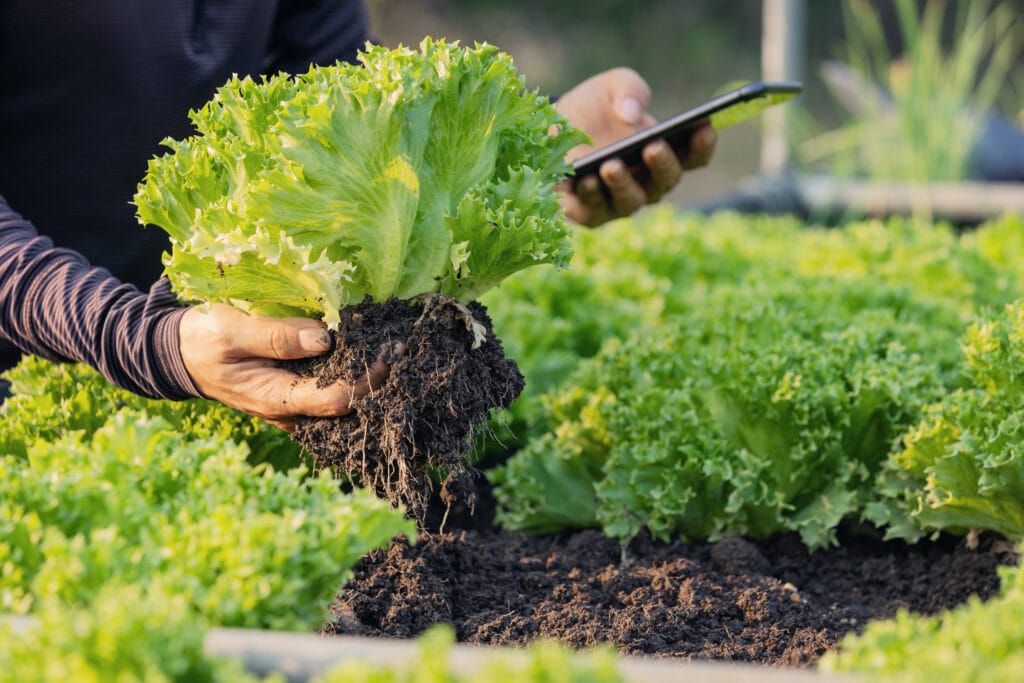 A person holding a lettuce plant with roots while checking a smartphone in a crop garden