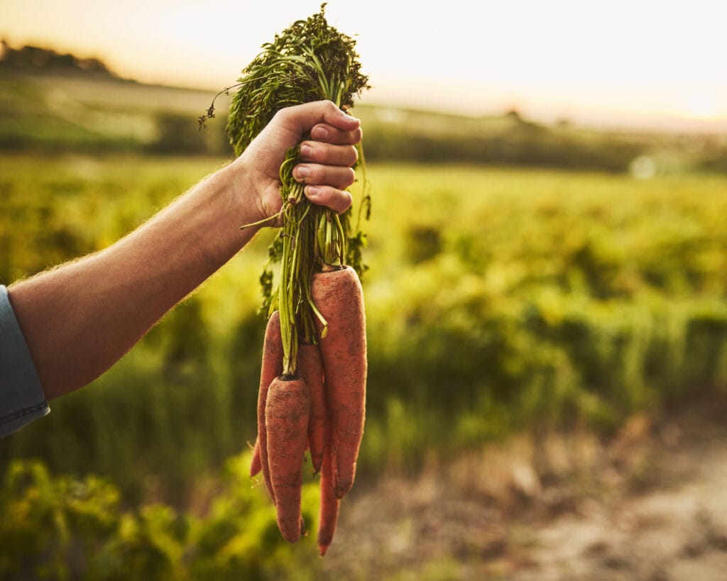 A hand holding freshly picked carrots in a lush green crop field