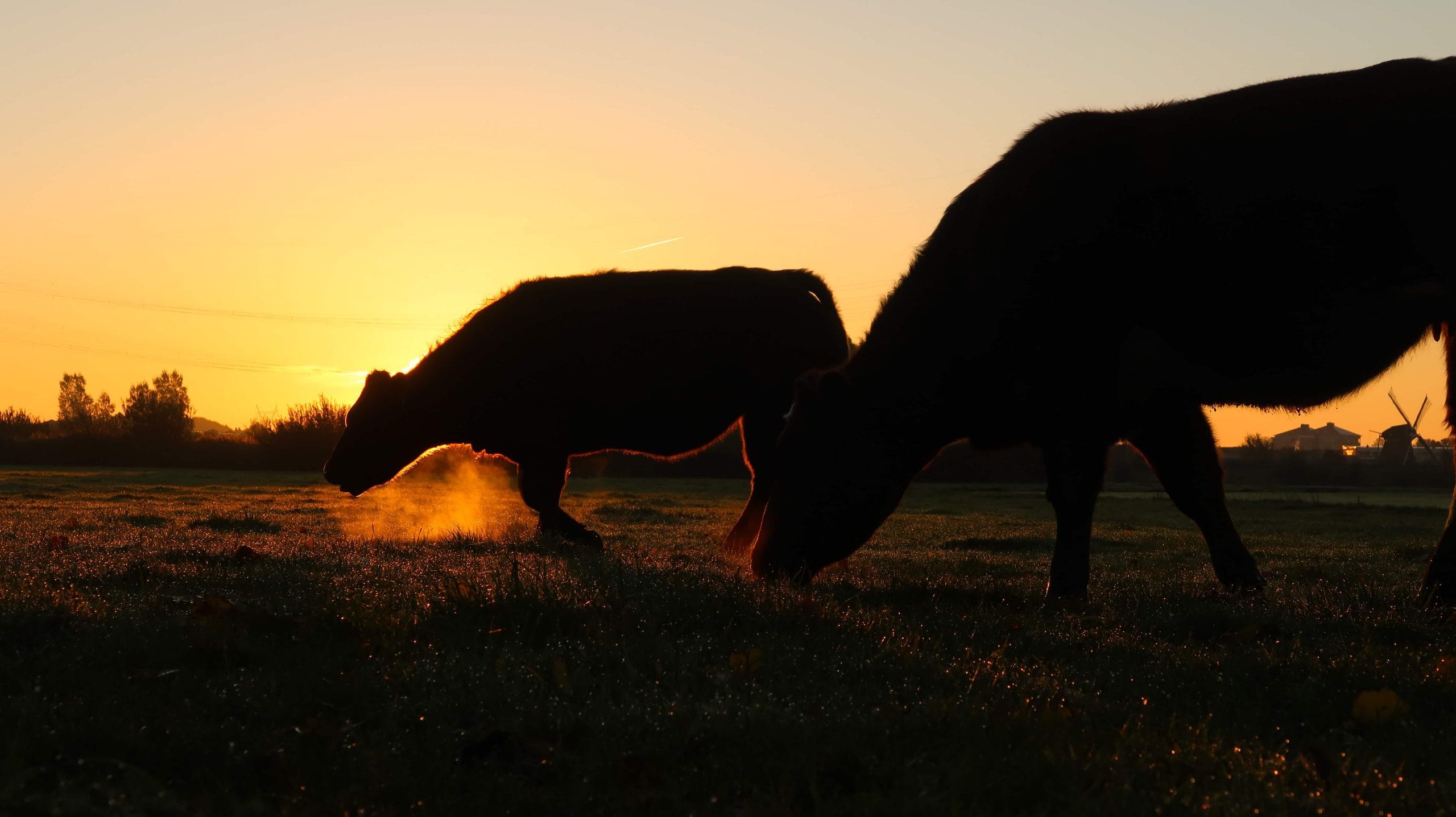 FAQ cows-graze-in-the-field-golden-hour-dew-country-2026-03-09-06-08-11-utc (1)