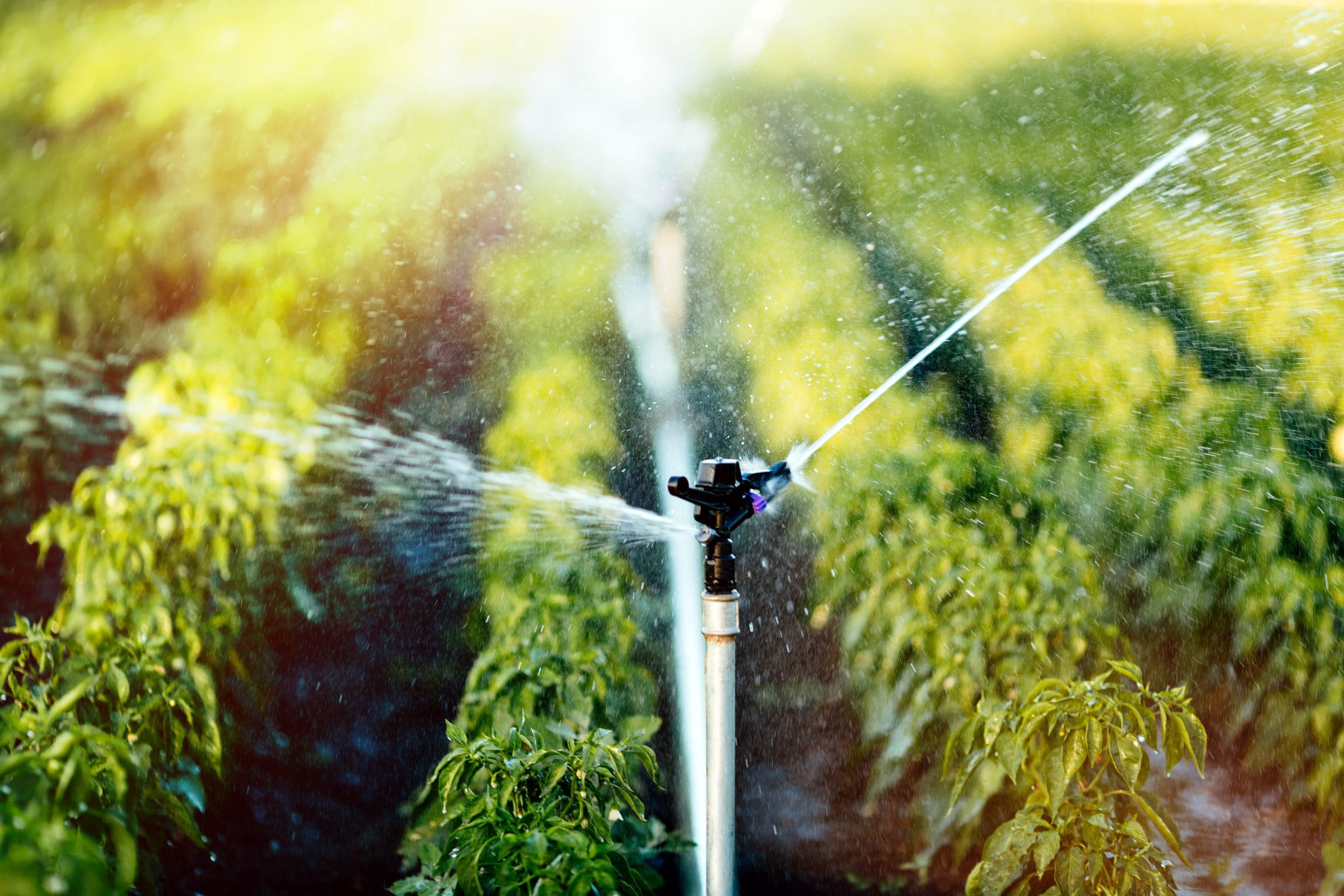FAQ irrigation-system-watering-a-green-farm-field-2026-03-09-02-59-33-utc (1)