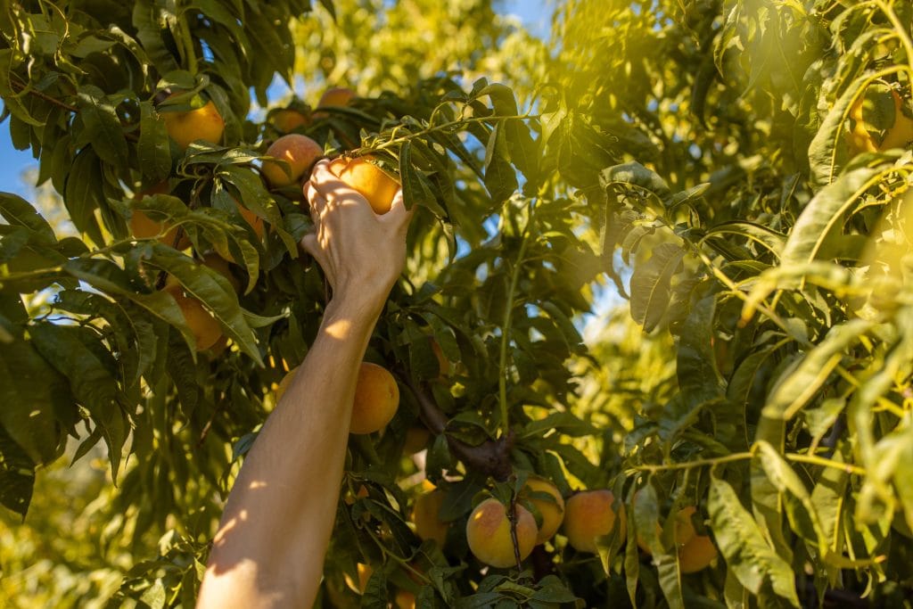 LHS closeup-shot-of-female-picking-peaches-from-a-tree-2026-03-18-13-17-50-utc