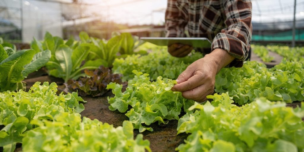 RHS farmer-inspecting-lettuce-growing-in-greenhouse-2026-01-07-00-50-14-utc (1)