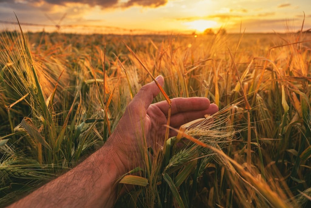 checking-barley-crop-ears-before-harvest-close-up-2026-03-25-07-24-34-utc (1)