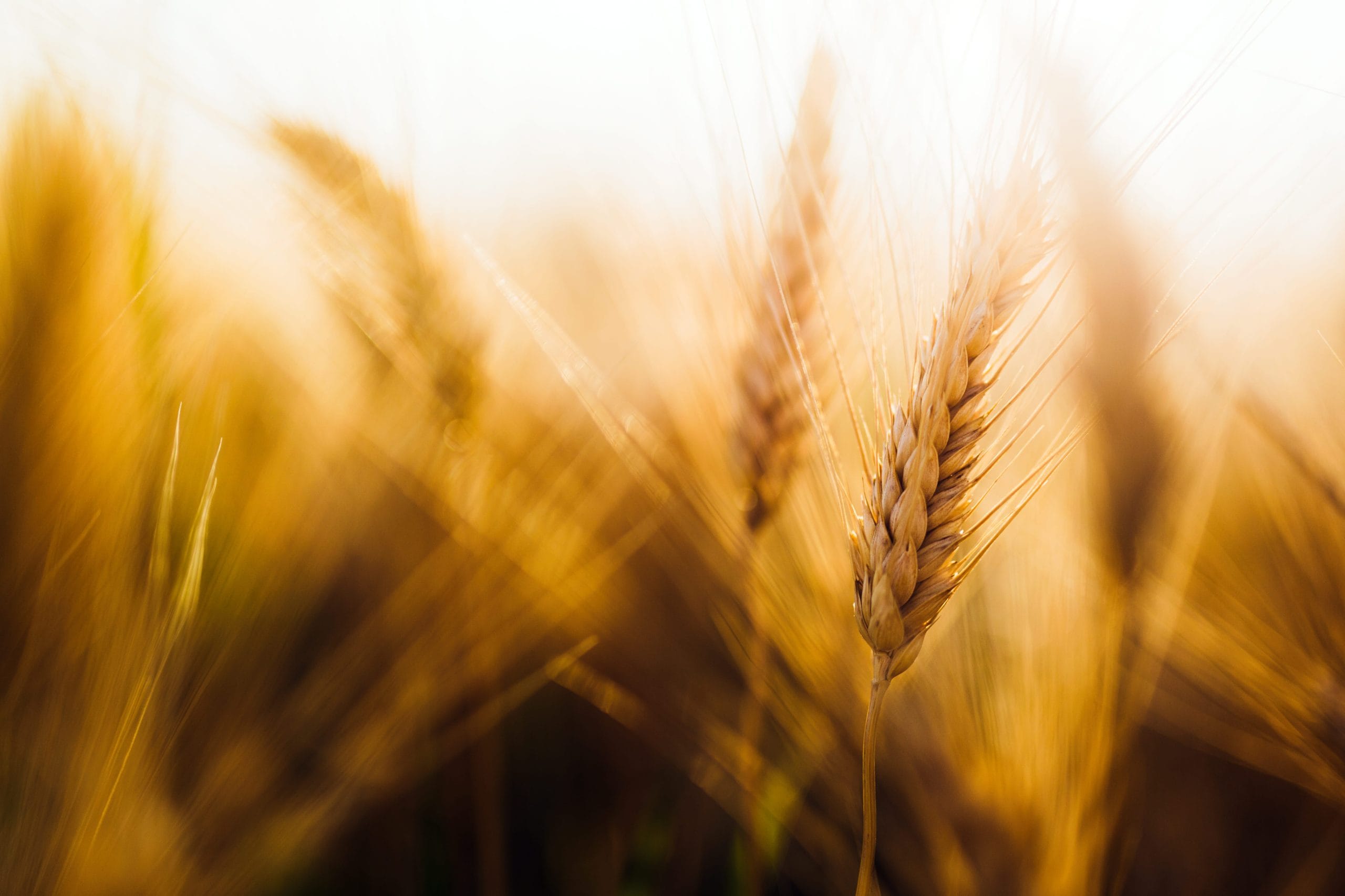 close-up-picture-of-golden-wheat-in-countryside-2026-03-24-10-20-37-utc (1) (1)