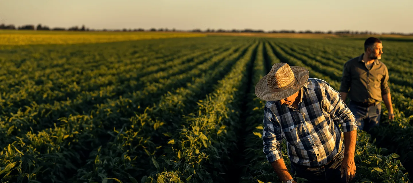 Australian farmland at sunset, March Talent Partners homepage hero